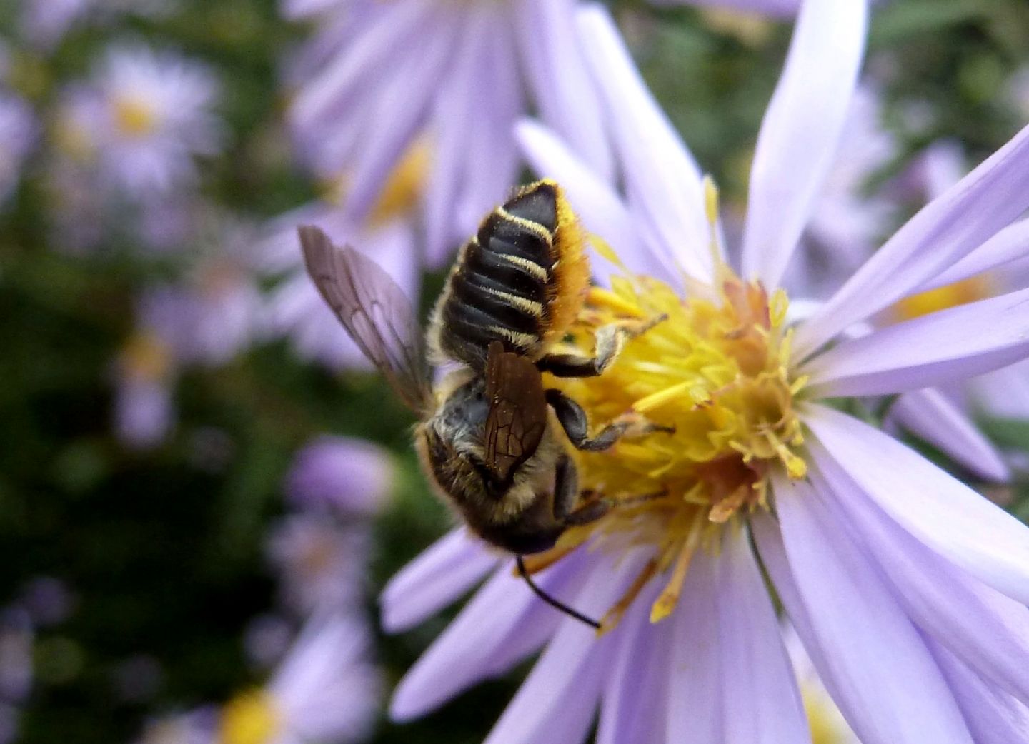 Megachile cfr. centuncularis, Apidae Megachilinae